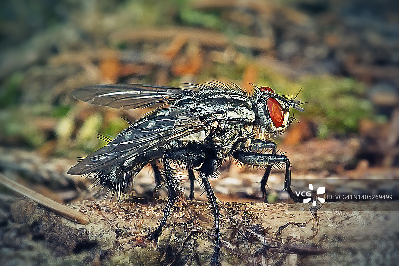 肉蝇昆虫图片素材
