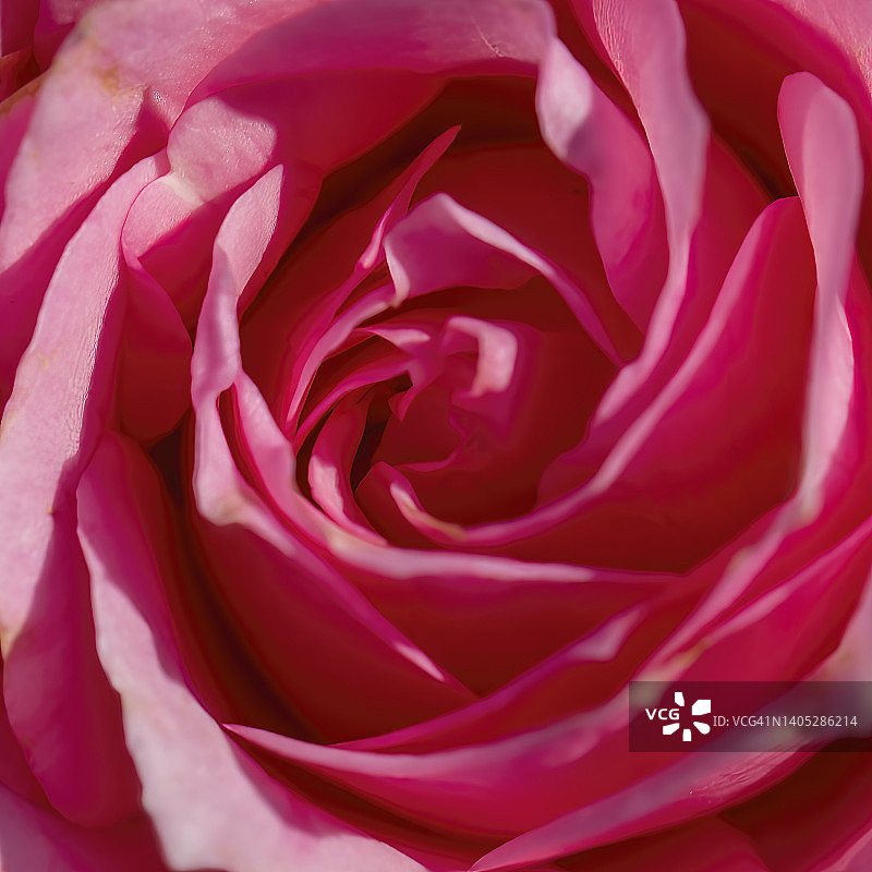 玫瑰纹理图片素材