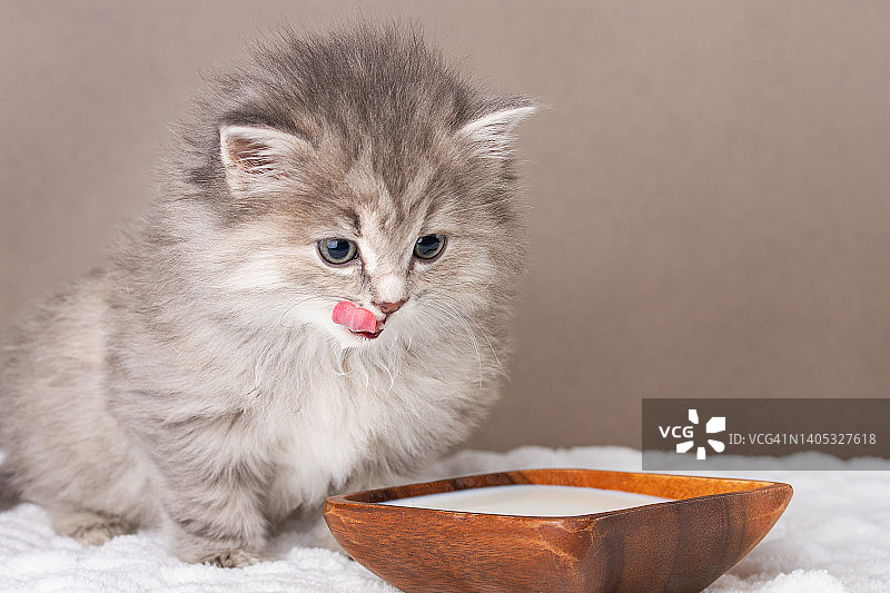 灰色小猫喝牛奶图片素材