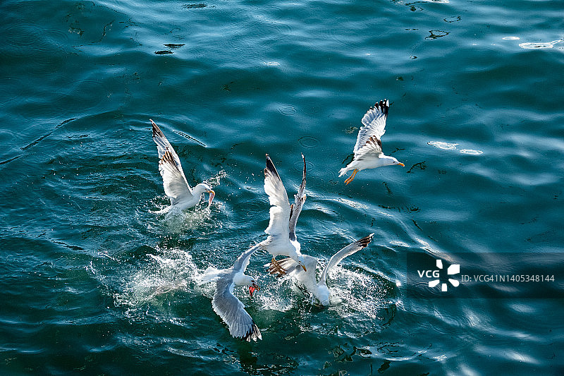 争夺食物的海鸥图片素材