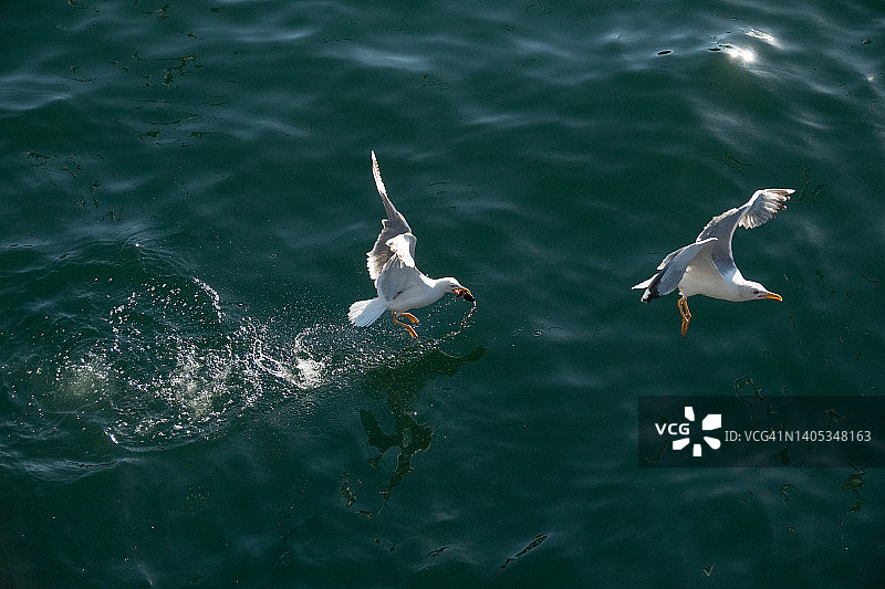 争夺食物的海鸥图片素材