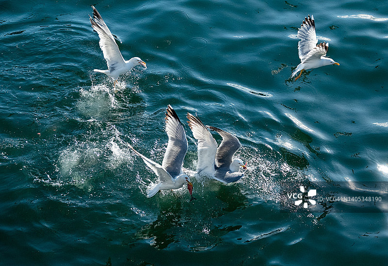 争夺食物的海鸥图片素材