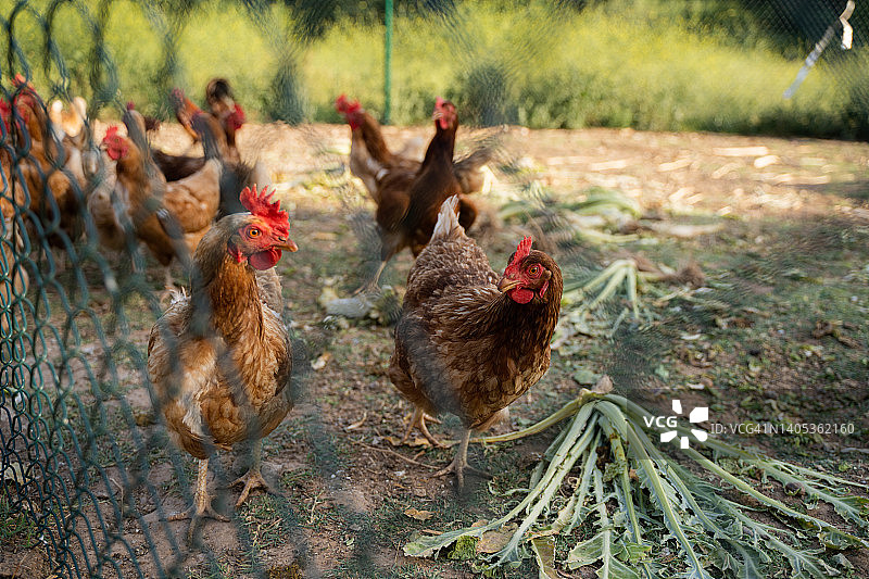 一群散养的母鸡图片素材