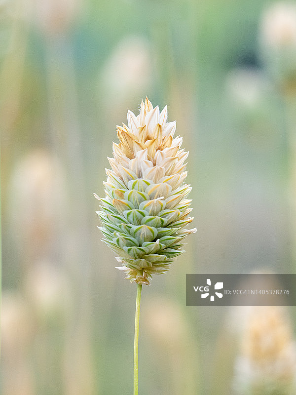 金丝雀草图片素材