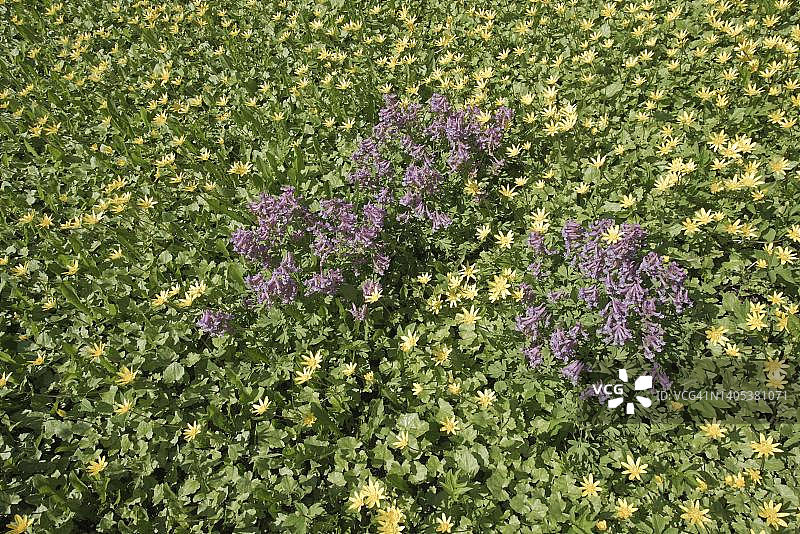 挪威罗弗敦群岛瓦甘，花毛茛与紫堇花园图片素材