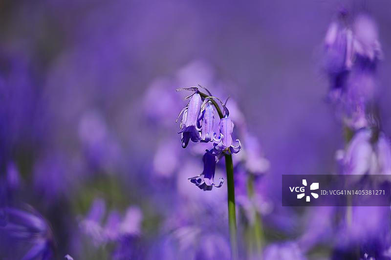 风信子，德国北莱茵-威斯特伐利亚图片素材
