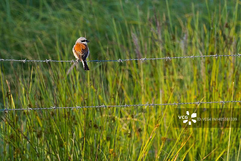 站在带刺铁丝网上的雄性红背伯劳（德国黑森州）图片素材