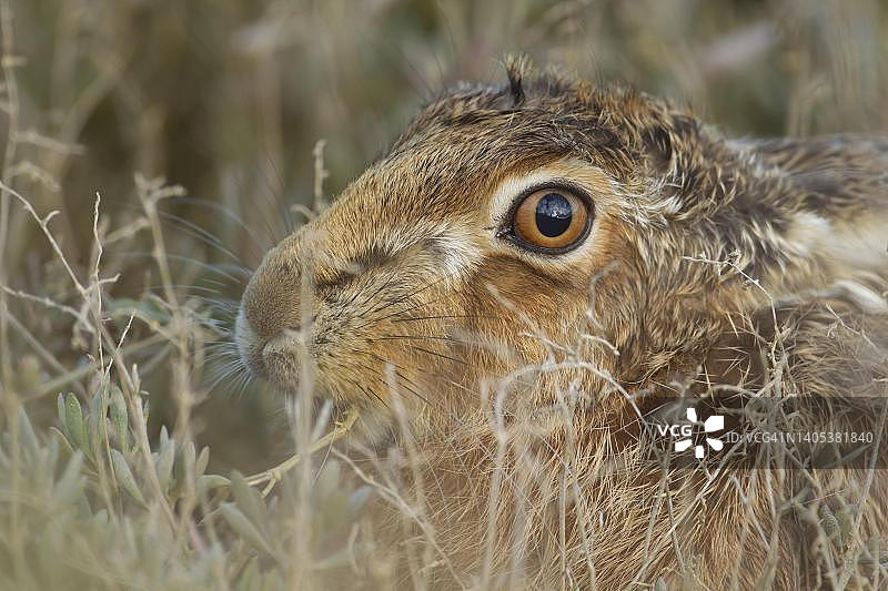 欧洲野兔成年头部特写，英国萨福克图片素材