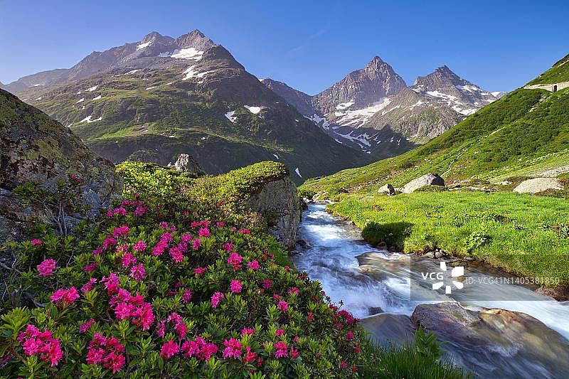 瑞士乌里州Susten Pass山间溪流旁的锈叶杜鹃花图片素材
