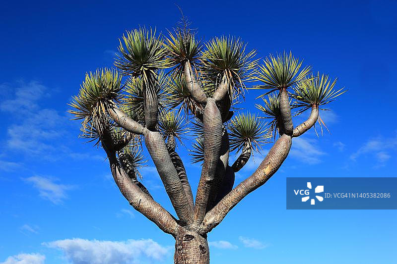 西班牙加那利群岛拉帕尔马岛的龙血树图片素材