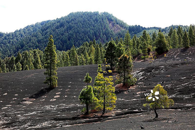 西班牙加那利群岛拉帕尔马岛皮纳尔国家公园风景图片素材