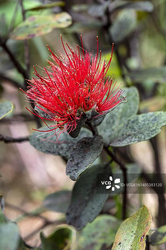 美国夏威夷大岛基拉韦厄，铁木树上的乐华花图片素材