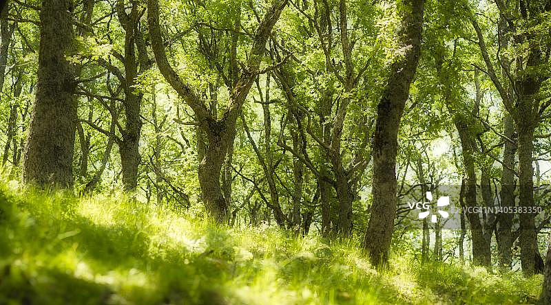 马拉博塔森林自然保护区中的石头橡树，圣栎（Quercus ilex），意大利西西里岛图片素材