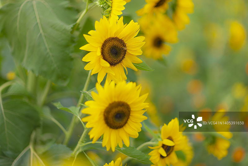 黄色向日葵特写图片素材