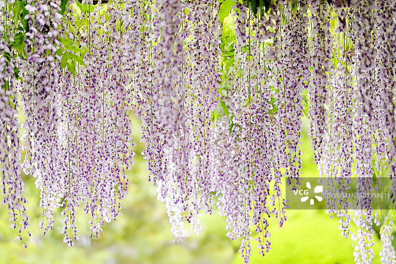花园中的长穗紫藤花图片素材