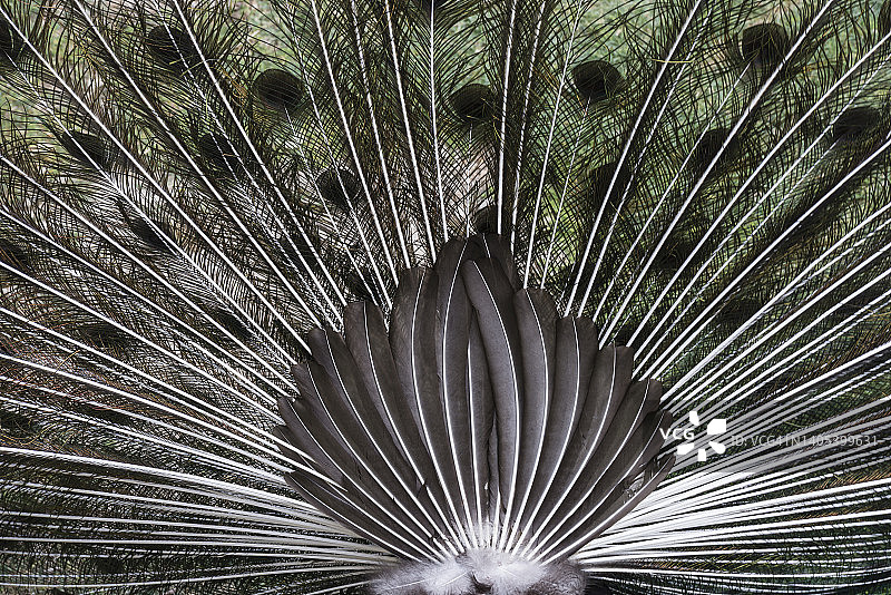 印度孔雀背面图图片素材