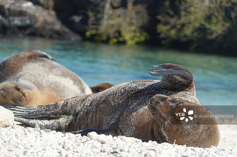厄瓜多尔加拉帕戈斯群岛的幼年海狮图片素材