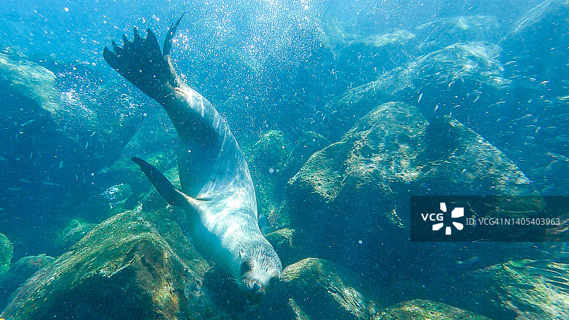 在厄瓜多尔加拉帕戈斯群岛游泳的海狮图片素材