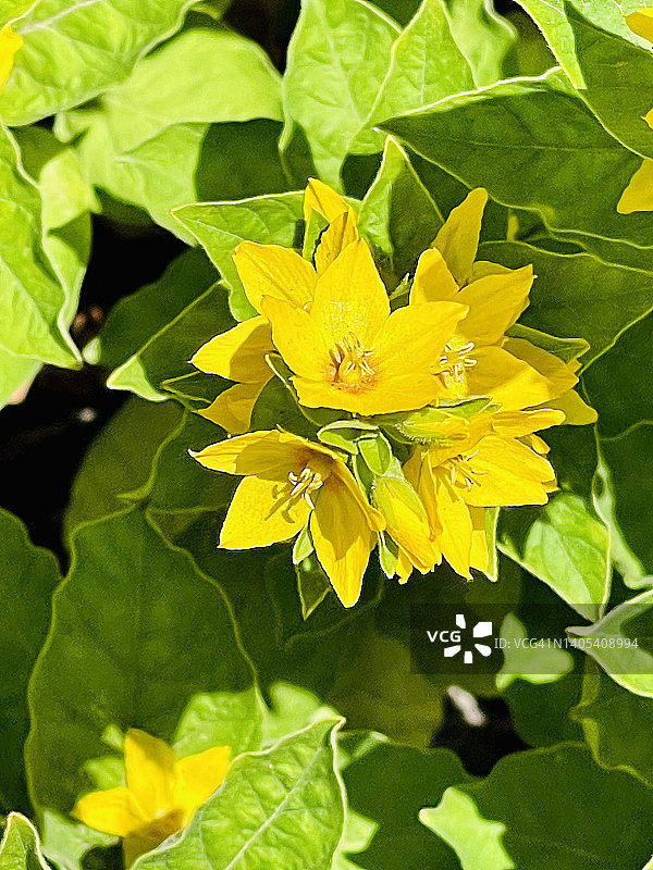 开花的大型黄色珍珠菜特写图片素材