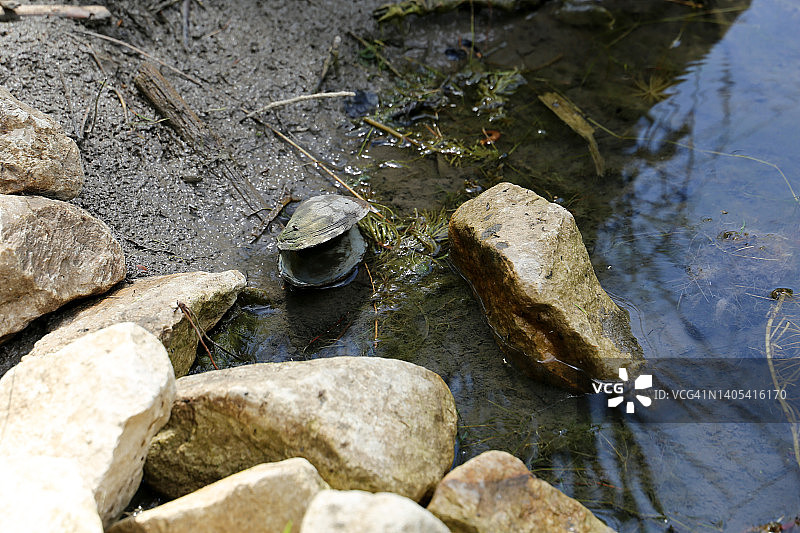新鲜淡水贻贝图片素材