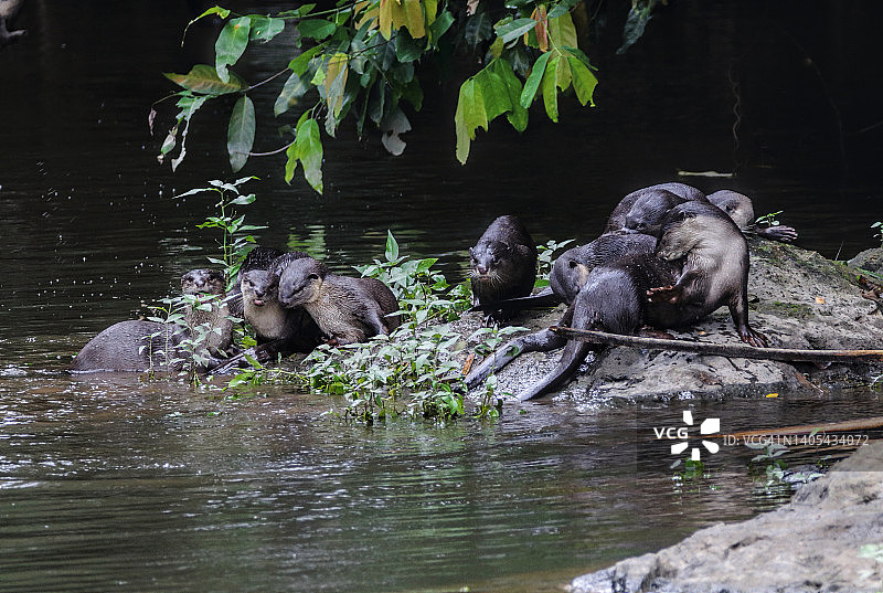 泰国滑毛水獭图片素材