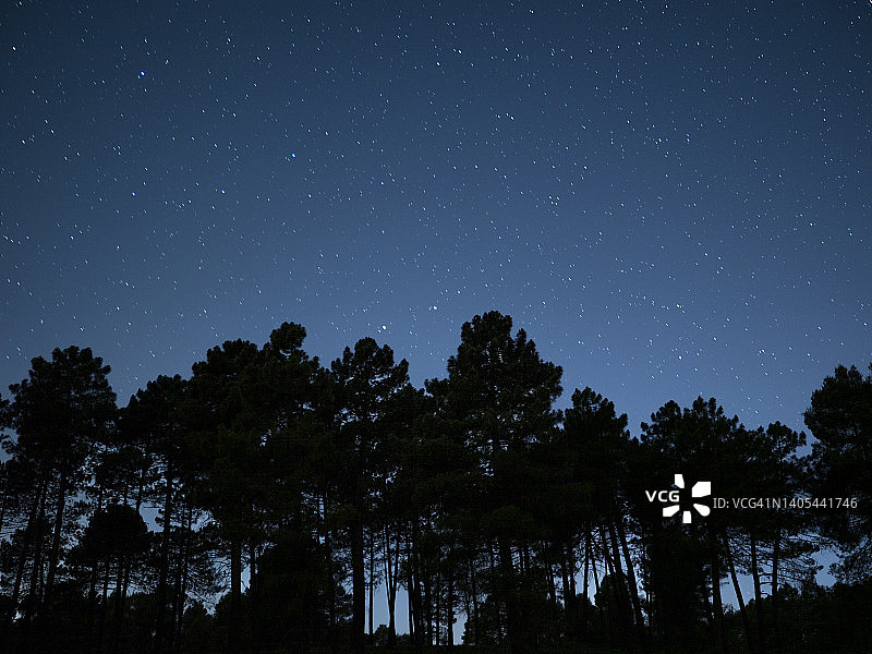 星空下树木剪影景观图片素材