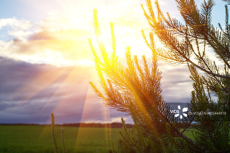 阳光穿过杉树枝：美妙的夏日壁纸，绝佳的户外假期图片素材