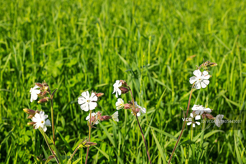 绿色草地上的白色皂荚花，背景虚化图片素材