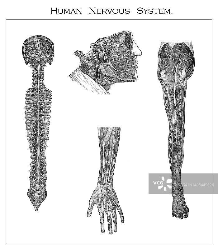 雕刻版画：人体神经，神经系统图片素材