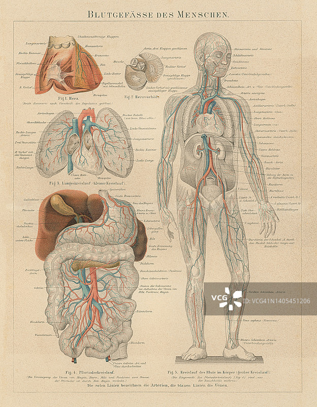 人体血流的彩色石印插图图片素材