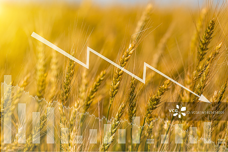 股票图表背景上的小麦：全球粮食危机图片素材