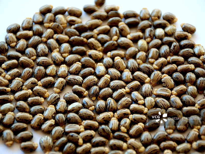 蓖麻的果实图片素材