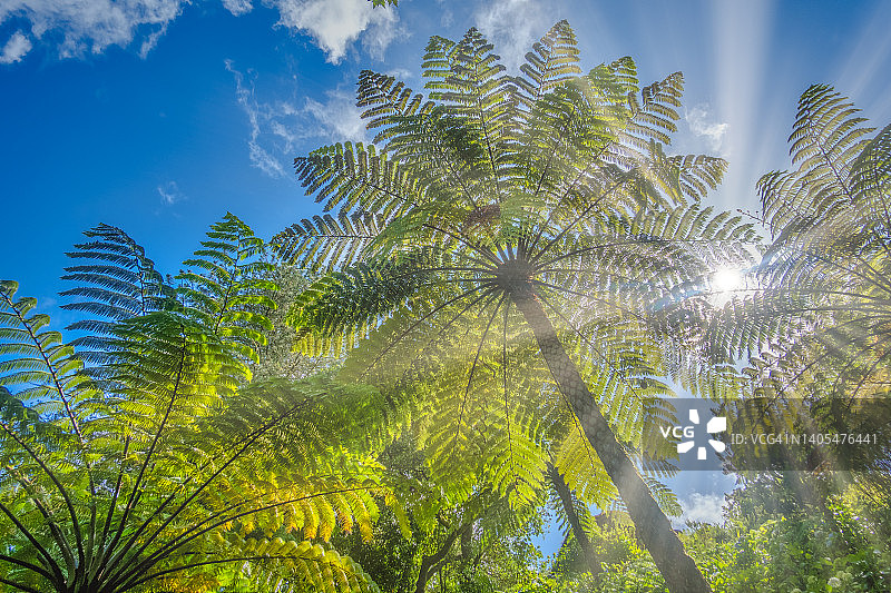 带有棕榈树和阳光的热带风光图片素材