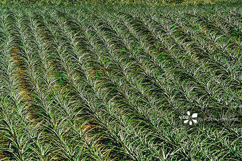 位于菲律宾的塔盖泰菠萝田图片素材