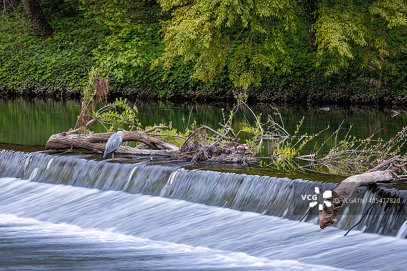 苍鹭、威尔河、韦尔河、达勒姆、英格兰图片素材