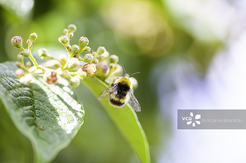 大黄蜂图片素材