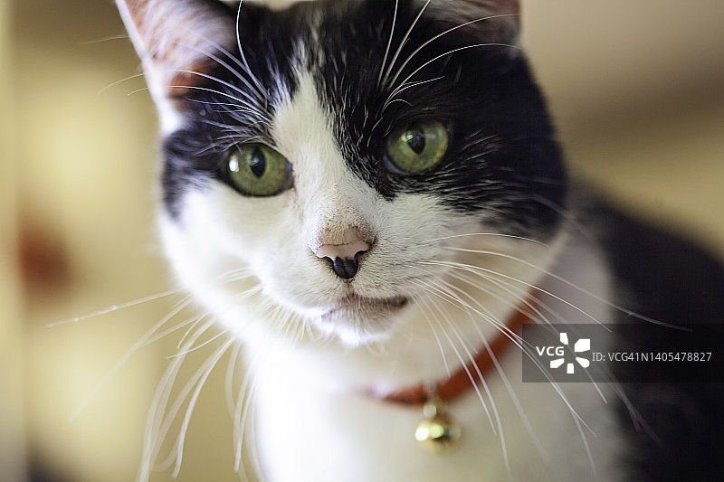 猫脸特写图片素材