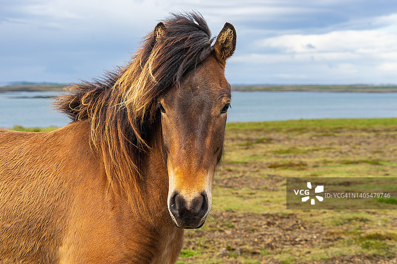 冰岛棕色马在Breidafjordur的牧场上图片素材