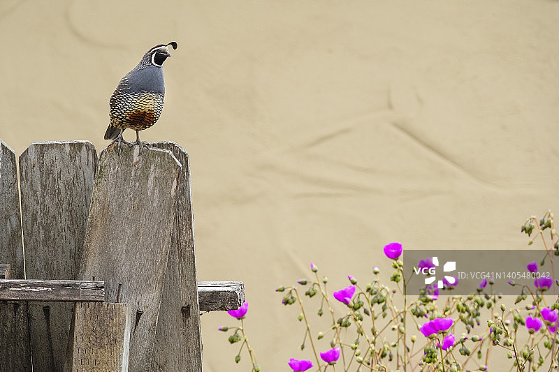 栖息在花丛中的鹌鹑图片素材