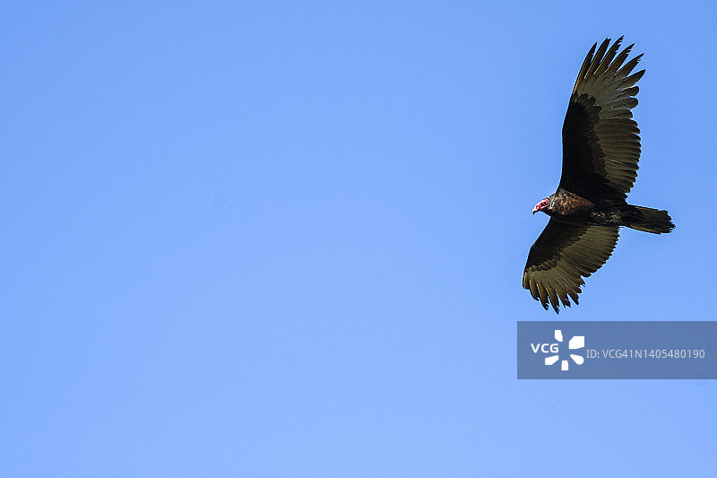 飞行中的土耳其秃鹫图片素材