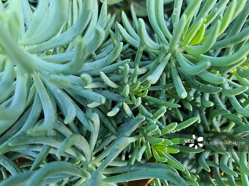 多肉植物35图片素材