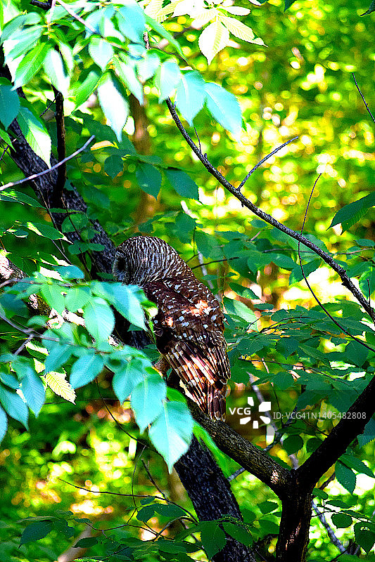 禁止猫头鹰图片素材