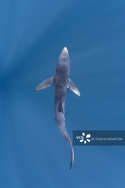 蓝鲨畅游于墨西哥卡波圣卢卡斯近海图片素材