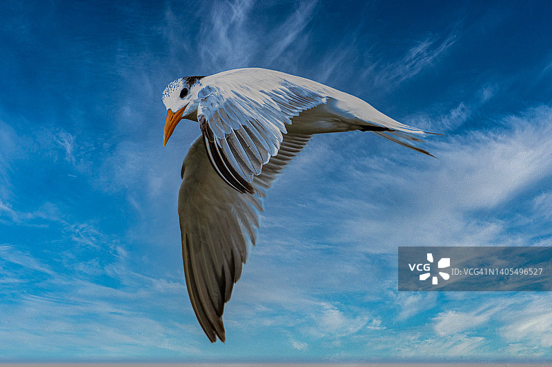 白嘴端燕鸥图片素材