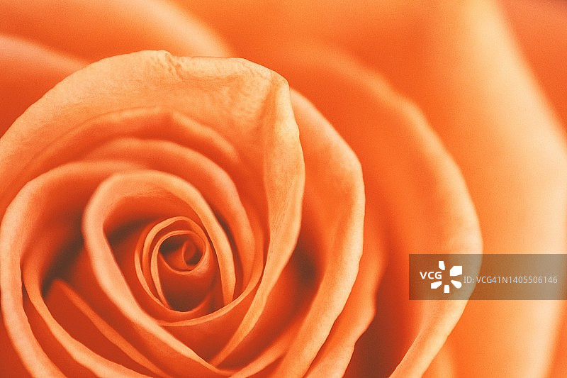 橙色玫瑰特写图片素材
