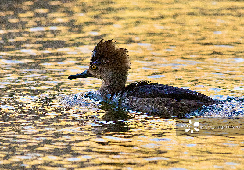 日出时分的雄性凤头潜鸭特写图片素材
