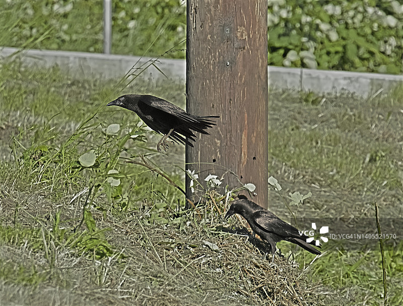 乌鸦跳跃图片素材