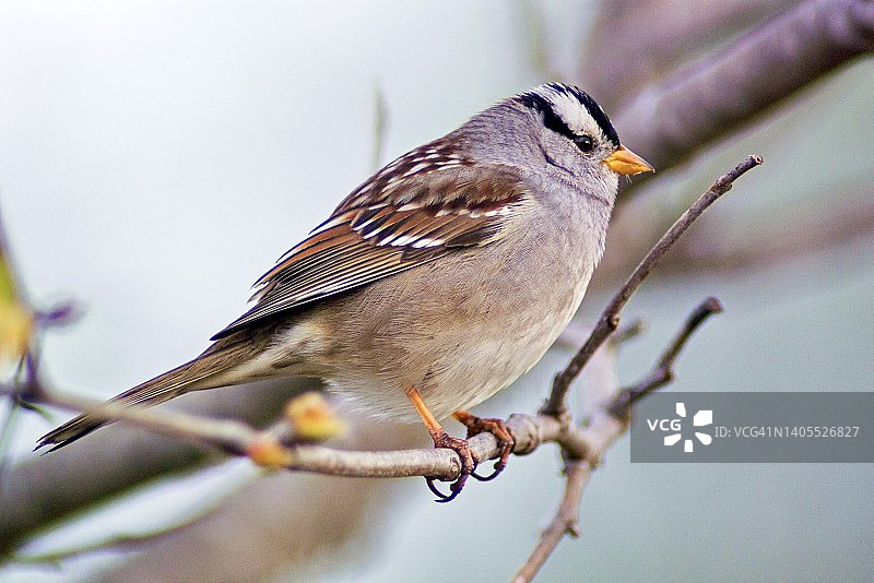 栖息在树枝上的白冠麻雀特写图片素材