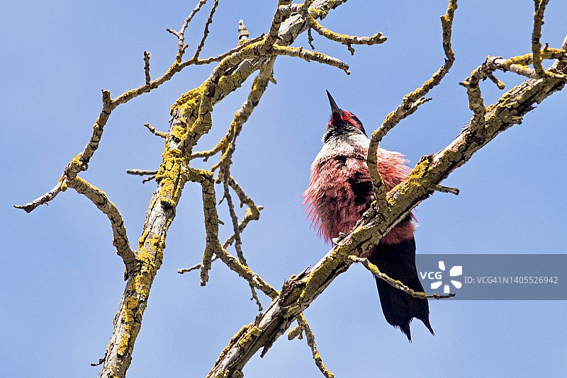 刘易斯啄木鸟栖息时蓬松羽毛图片素材