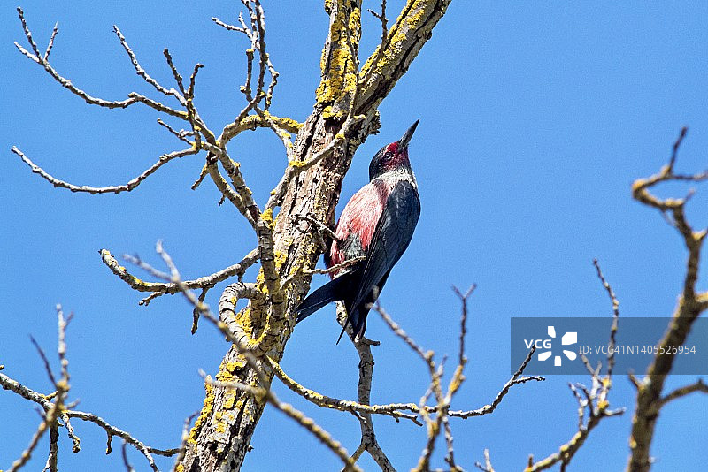 刘易斯啄木鸟攀附树干向上看图片素材